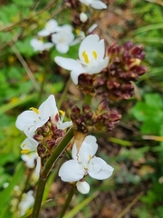 Libertia chilensis