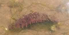 Holothuria arguinensis