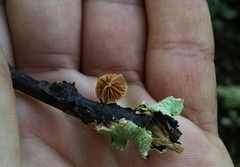 Simocybe haustellaris