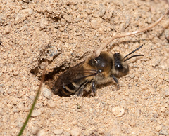 Colletes validus