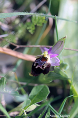 Ophrys calypsus
