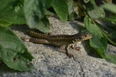 Stenocercus ornatissimus