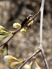 Lytta aenea