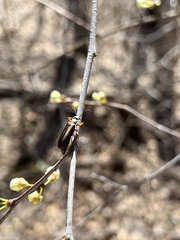 Lytta aenea