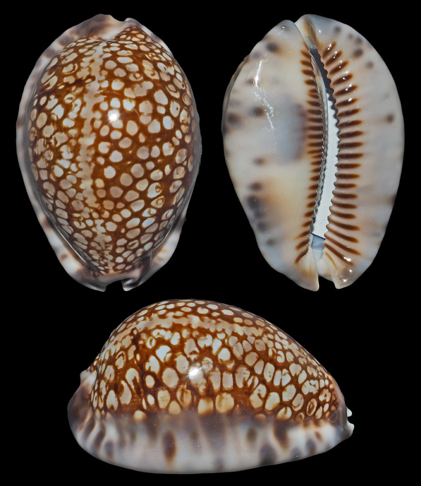 Reticulated Cowrie
