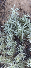 Helichrysum asperum comosum