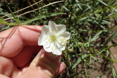 Oenothera coronopifolia