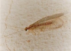 Pseudomallada genei