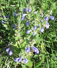 Scutellaria wrightii