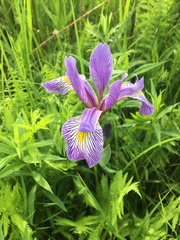 Iris versicolor