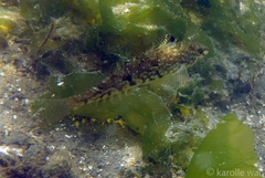 Hexagrammos stelleri