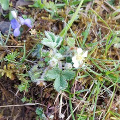 Potentilla sterilis