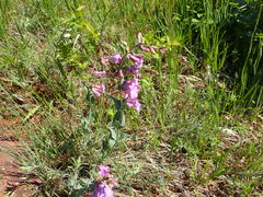 Penstemon secundiflorus
