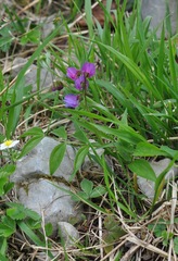 Lathyrus vernus
