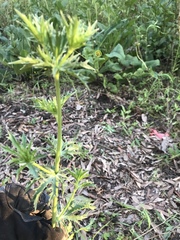 Eryngium hookeri