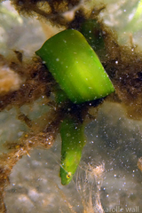 Apodichthys flavidus