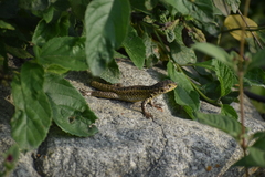 Stenocercus ornatissimus