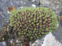 Saxifraga canaliculata