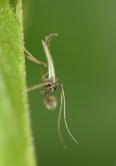 Microtendipes pedellus