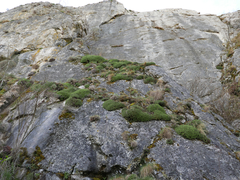 Saxifraga canaliculata