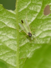 Microtendipes pedellus