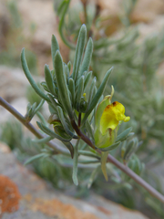 Linaria supina