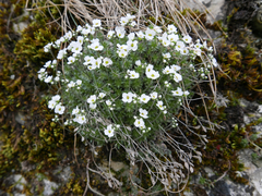 Draba dedeana