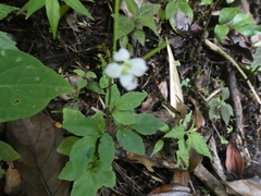 Codonacanthus pauciflorus