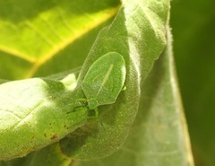 Chinavia longicorialis