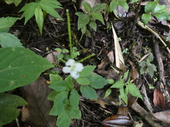 Codonacanthus pauciflorus
