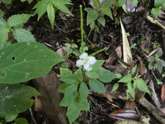 Codonacanthus pauciflorus