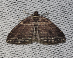 Anticlea multiferata