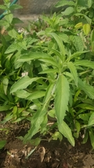 Monarda citriodora