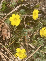 Ranunculus multifidus