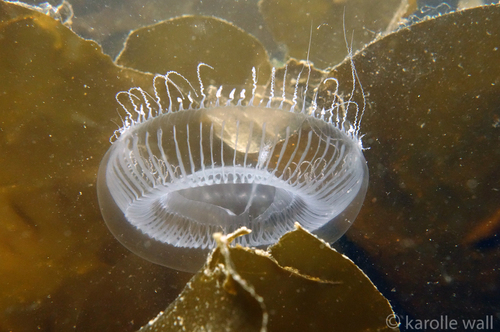 Victoria's Crystal Jelly, photo 3 of 9