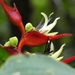 Heliconia monteverdensis - Photo (c) Anthony Ye, algunos derechos reservados (CC BY-NC), subido por Anthony Ye