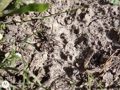 Lycosinae