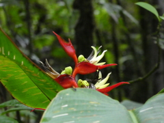 Heliconia monteverdensis