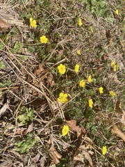 Ranunculus multifidus