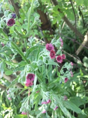 Cynoglossum officinale