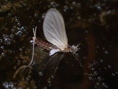 Ephemeroidea