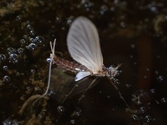Ephemeroidea