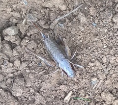 Pholidoptera griseoaptera