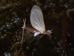 Ephemeroidea