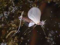 Ephemeroidea