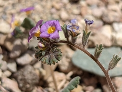 Phacelia gymnoclada
