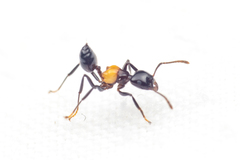Crematogaster inflata