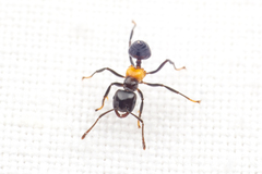 Crematogaster inflata