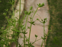 Galium texense