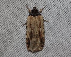 Agonopterix atrodorsella